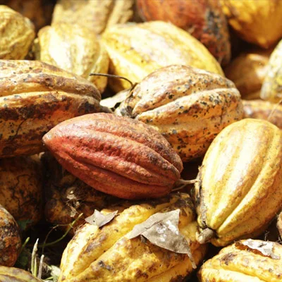 Cinnamon Bark Extract in Gluconara