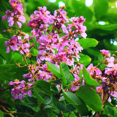 Vanadium trace mineral used in Gluconara